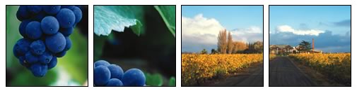 Horticulture Vines